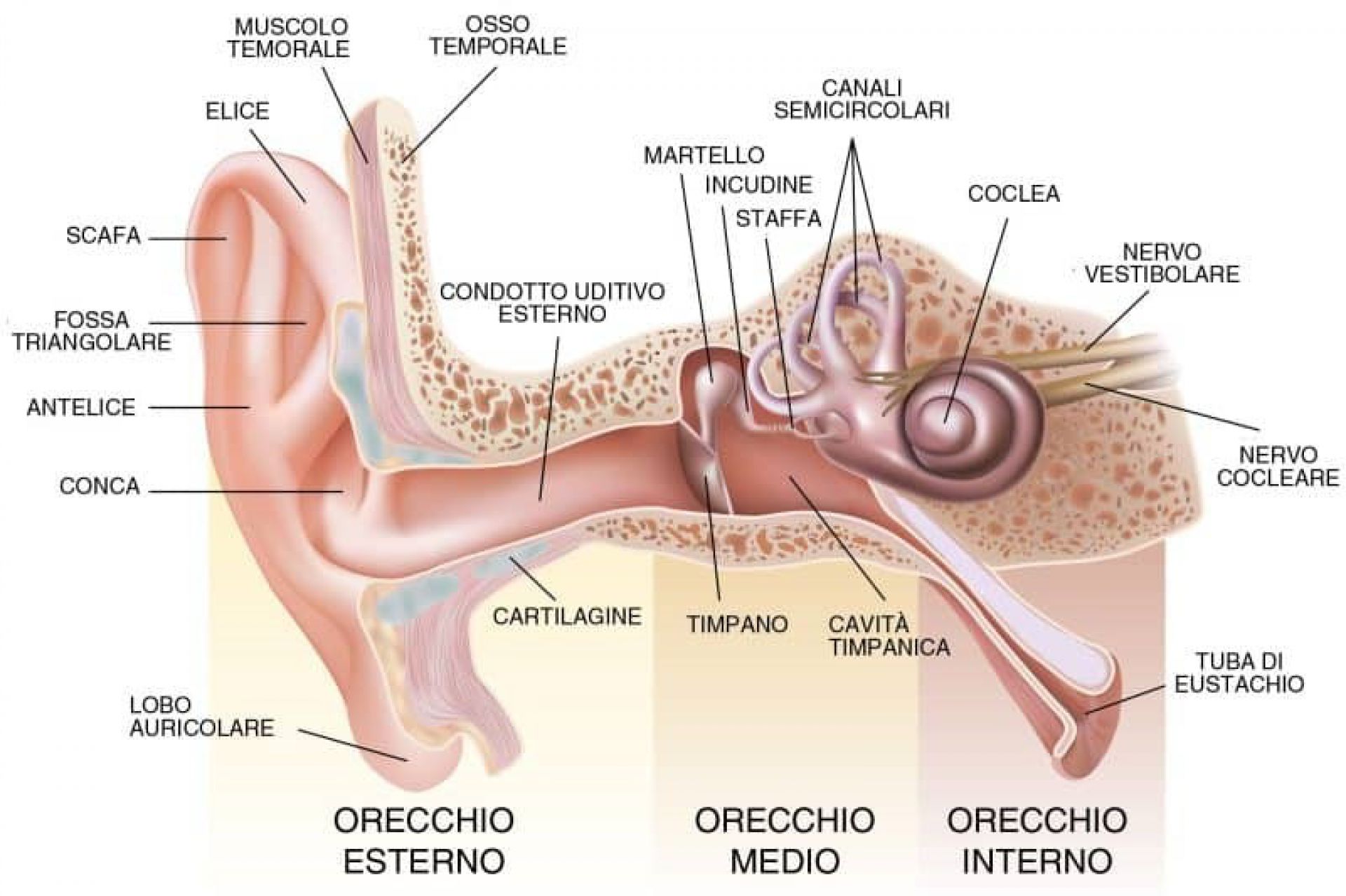 Compensazione: Anatomia Orecchio