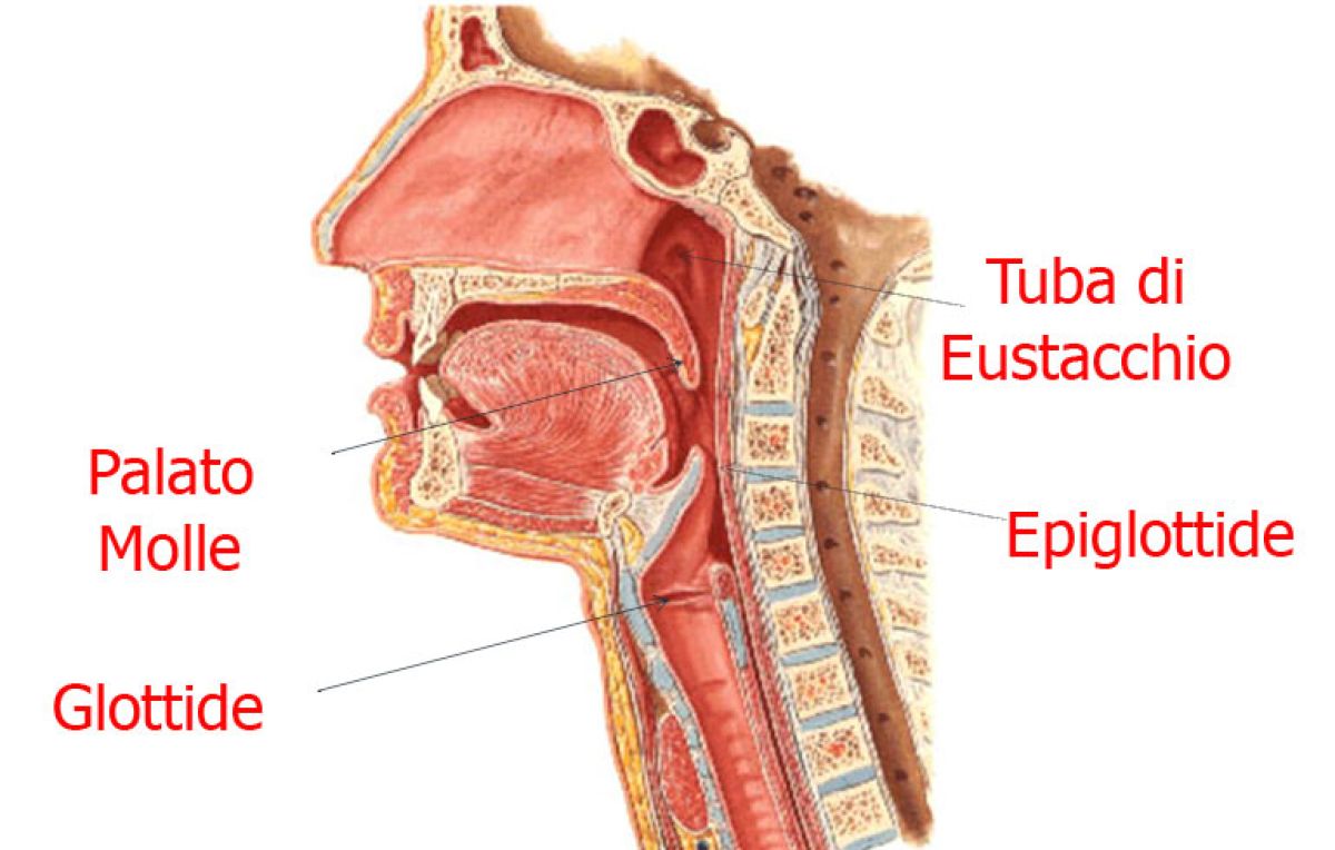 Anatomia Compensazione