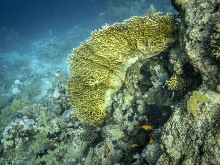 Apneafree a Sharm  - Coralli