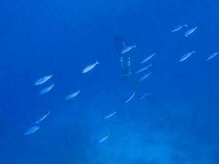Apneafree a Sharm  - pesci in movimento