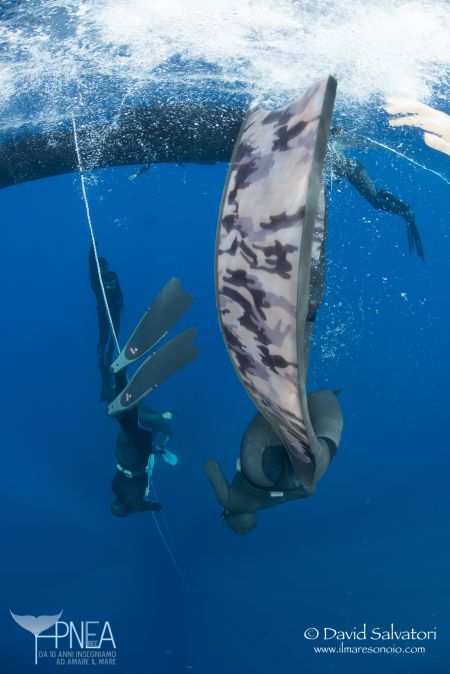 ilaria molinari - free immersion