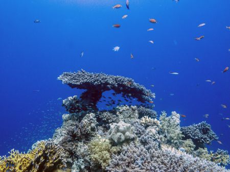 Apneafree a Sharm  - Coralli