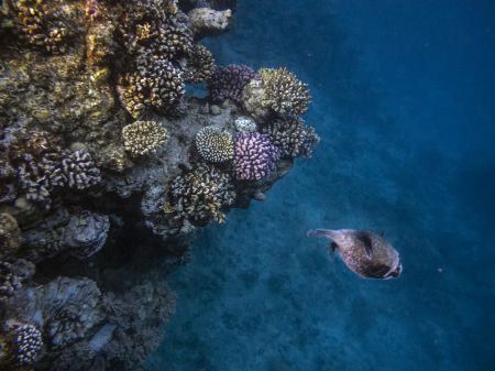 Apneafree a Sharm  - Pesci trombetta
