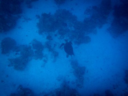 Apneafree a Sharm  - Tartaruga