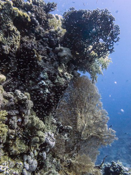 Apneafree a Sharm  - Coralli